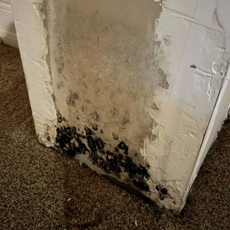 Professional Mold Removal in Bonita, CA